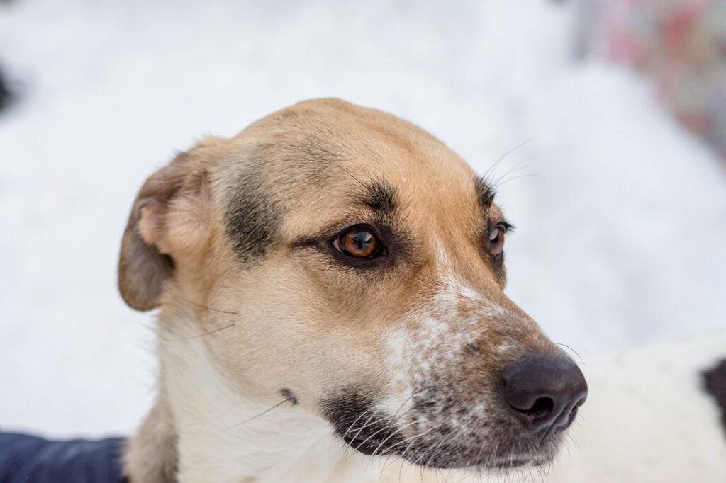 ワキガ対策に効果的な乳酸菌サプリの選び方は？