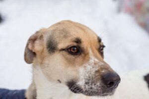 ワキガ対策に効果的な乳酸菌サプリの選び方は？