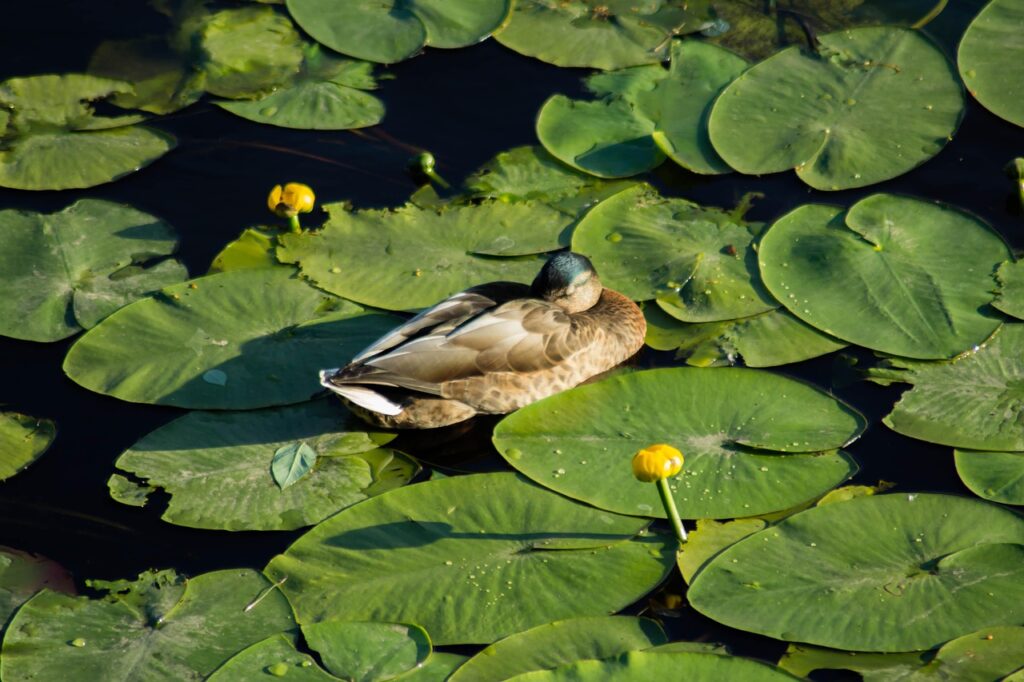 ワキガを香水でごまかす方法は？