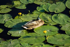 ワキガを香水でごまかす方法は？