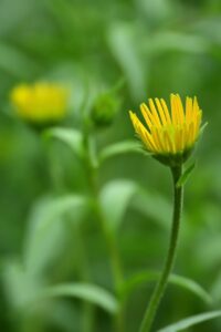 ワキガの直視下剪除法に伴う痛みはどのくらい？