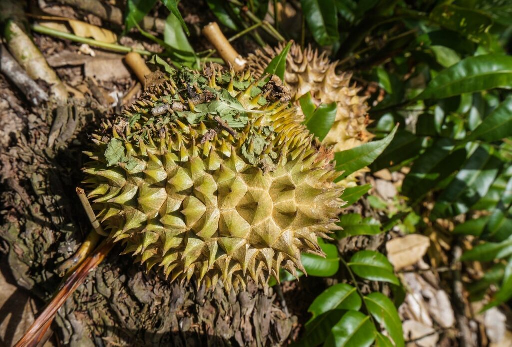 女性のワキガが食後に強い臭いを発する原因は何ですか？